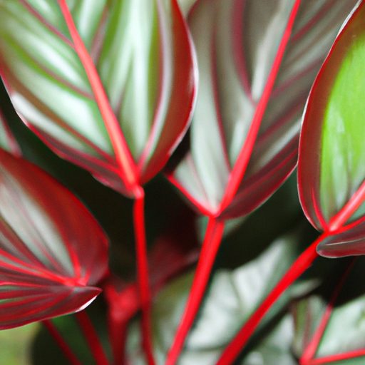 a close up of a red prayer plant with it 512x512 70536541