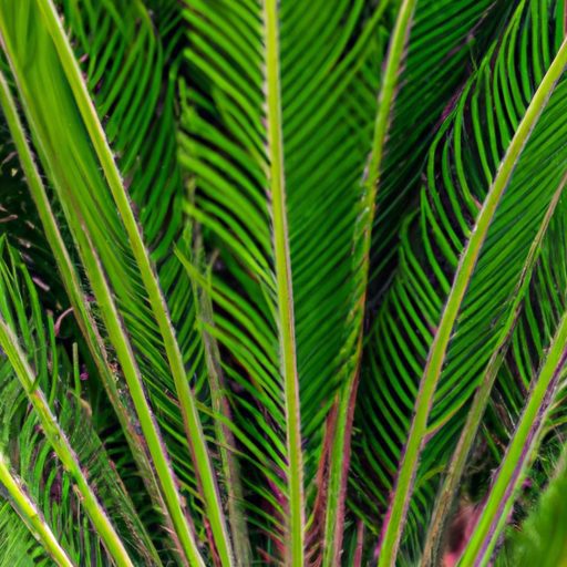 a close up of a sago palm showcasing its 512x512 39281980