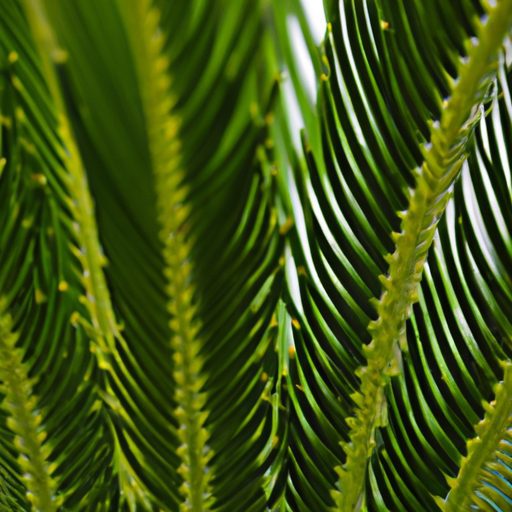 a close up of a sago palm showcasing its 512x512 45591618