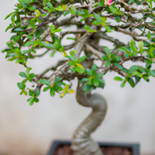 a close up of a serissa bonsai tree show 512x512 59759354