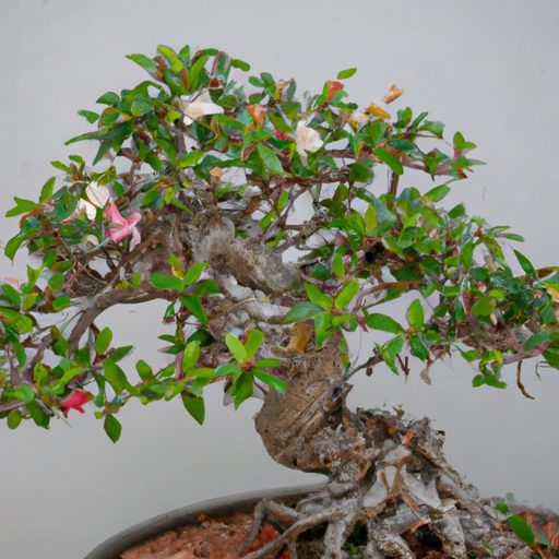a close up of a serissa bonsai tree show 512x512 94582908