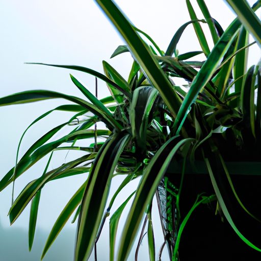a close up of a spider plant in a hangin 512x512 68714800