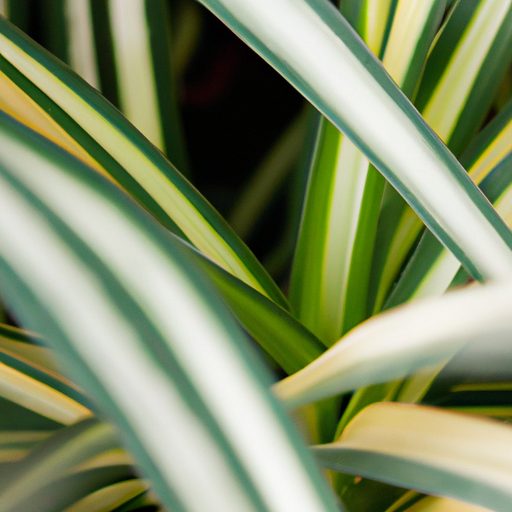 a close up of a spider plants variegated 512x512 71515812
