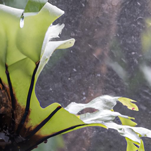 a close up of a staghorn fern surrounded 512x512 20298372