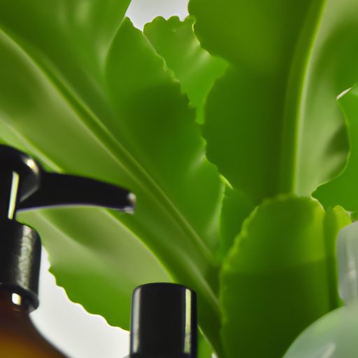 a close up of a staghorn fern with lush 512x512 86769766