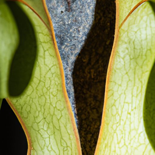 a close up of a staghorn fern with matur 512x512 89346902