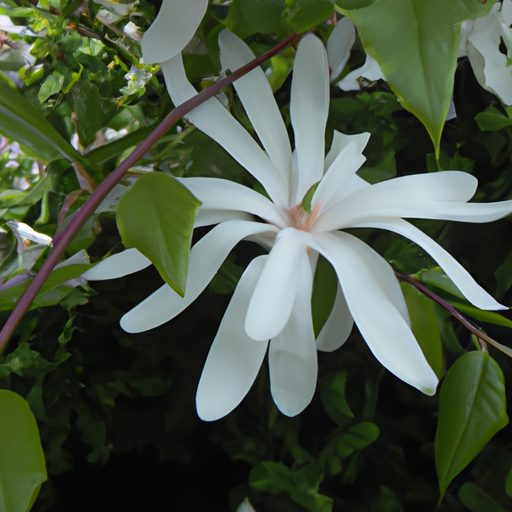 a close up of a star magnolias delicate 512x512 5317702