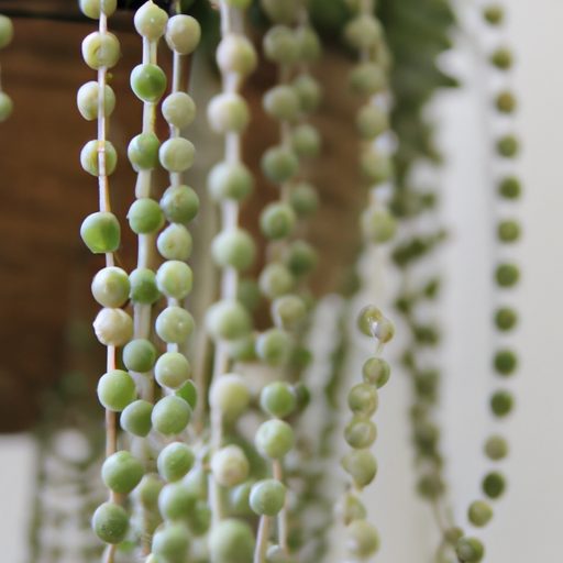 a close up of a string of pearls plant c 512x512 33426933