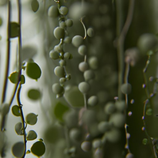 a close up of a string of pearls plant w 512x512 29721459