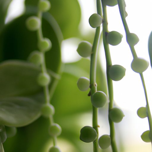a close up of a string of pearls plant w 512x512 75785668