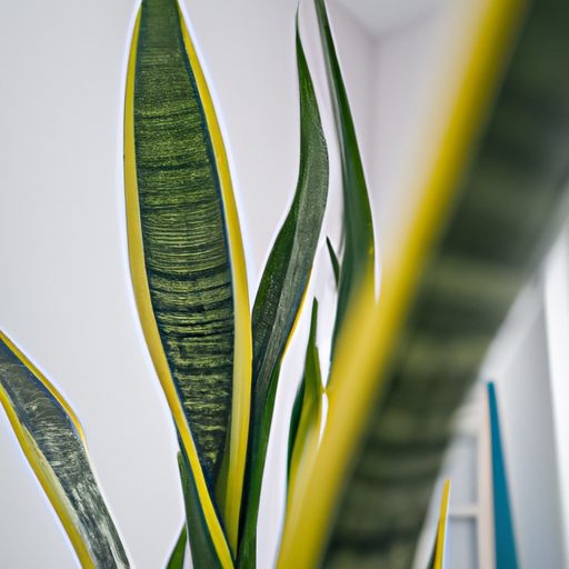 a close up of a tall vibrant snake plant 512x512 85463114