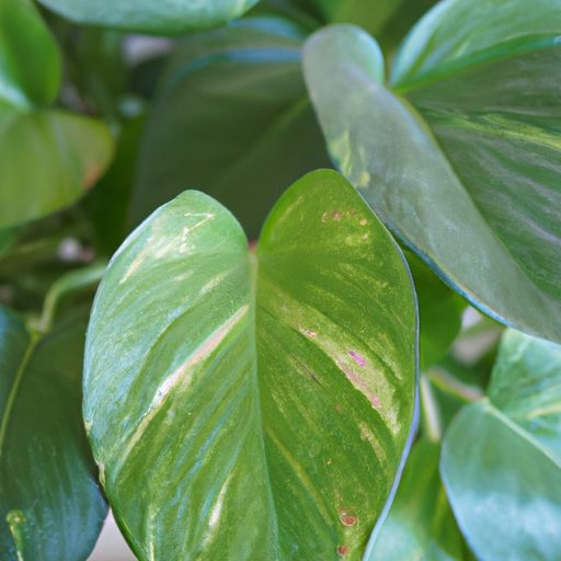 a close up of a thriving philodendron pl 512x512 17021945
