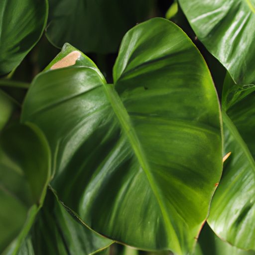 a close up of a thriving philodendron pl 512x512 17402020