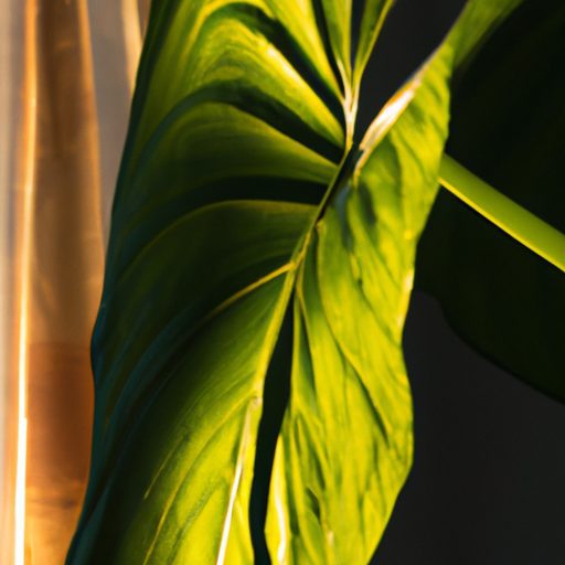 a close up of a vibrant alocasia leaf in 512x512 90361723
