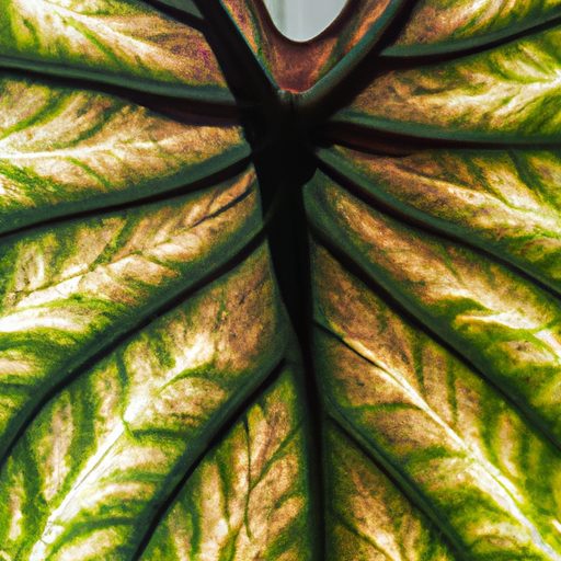 a close up of a vibrant alocasia leaf sh 512x512 37391781