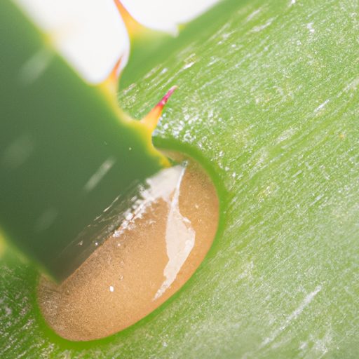 a close up of a vibrant aloe vera leaf b 512x512 19182419