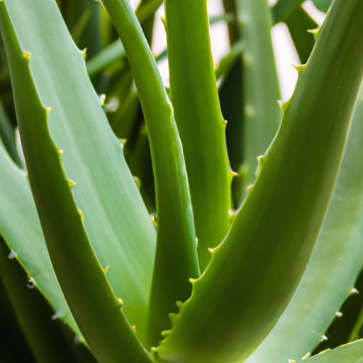 a close up of a vibrant aloe vera plant 512x512 67499757