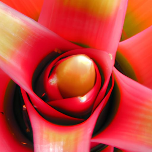 a close up of a vibrant bromeliad showca 512x512 62559045