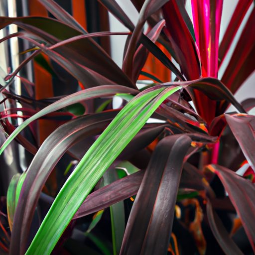 a close up of a vibrant dracaena plant w 512x512 13230645
