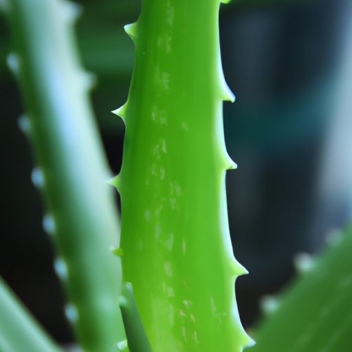 a close up of a vibrant green aloe vera 512x512 17124294