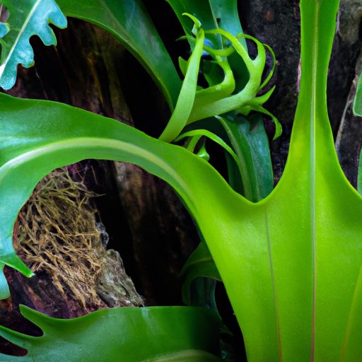 a close up of a vibrant green staghorn f 512x512 5093540