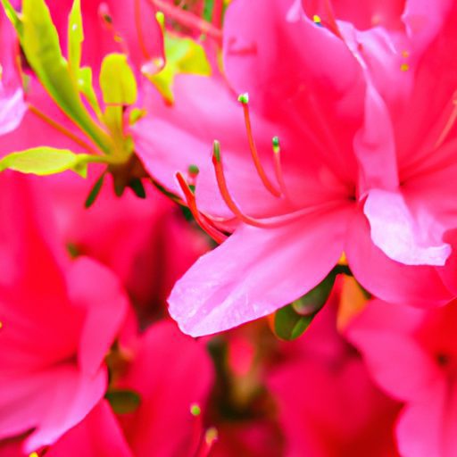 a close up of a vibrant japanese azalea 512x512 33776172