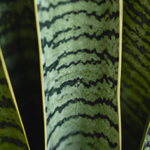 a close up of a vibrant patterned snake 512x512 58012094