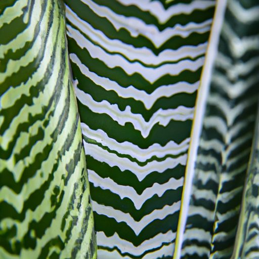 a close up of a vibrant patterned snake 512x512 7375815