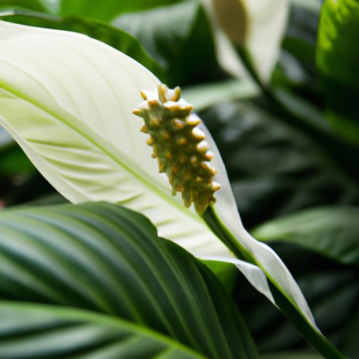 a close up of a vibrant peace lily plant 512x512 29244761
