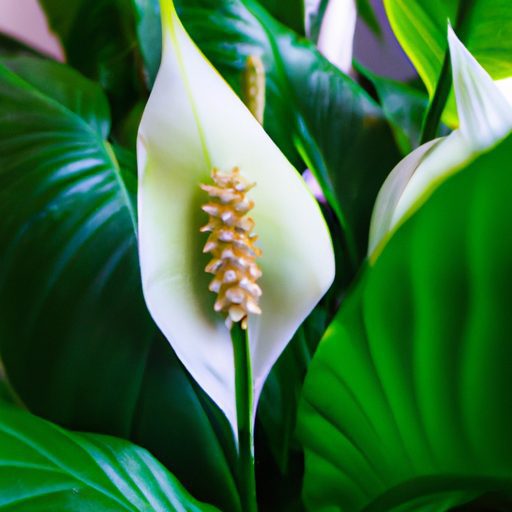a close up of a vibrant peace lily plant 512x512 47347569