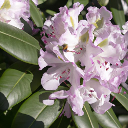 a close up of a vibrant rhododendron ind 512x512 46490800