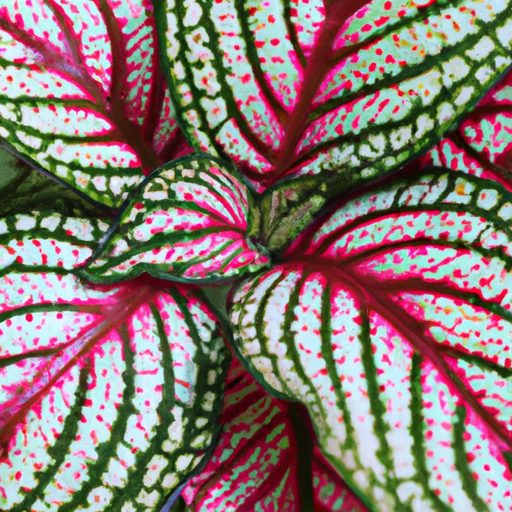 a close up of a vibrant veined fittonia 512x512 28406482
