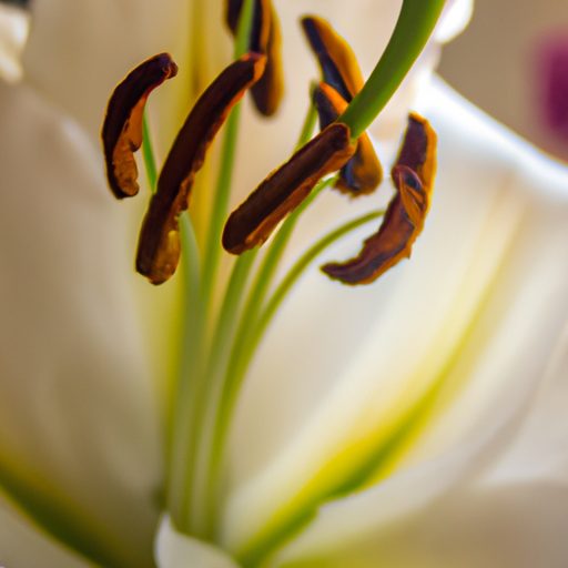 a close up of a vibrant white lily its p 512x512 91223621
