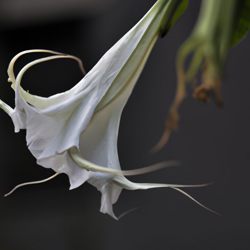 a close up of a white bat flower showcas 512x512 43707244