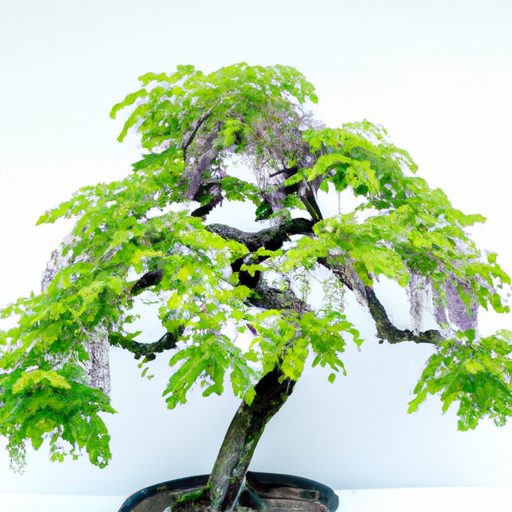 a close up of a wisteria bonsai tree wit 512x512 47729924