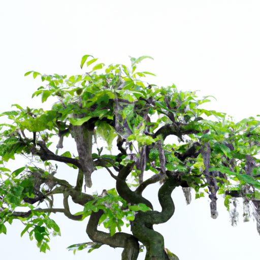 a close up of a wisteria bonsai tree wit 512x512 62833183