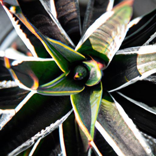 a close up of a zebra cactus showcasing 512x512 55194845
