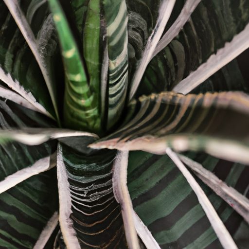 a close up of a zebra cactus showcasing 512x512 80862100