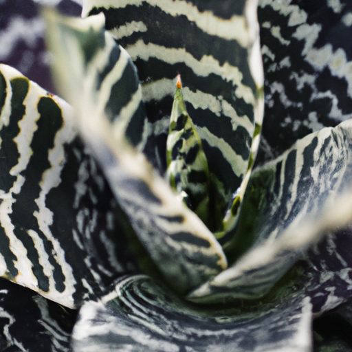 a close up of a zebra plants succulent l 512x512 75223630
