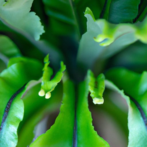 a close up of ellis staghorn ferns emera 512x512 36246618