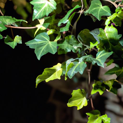 a close up of english ivys delicate trai 512x512 10723459