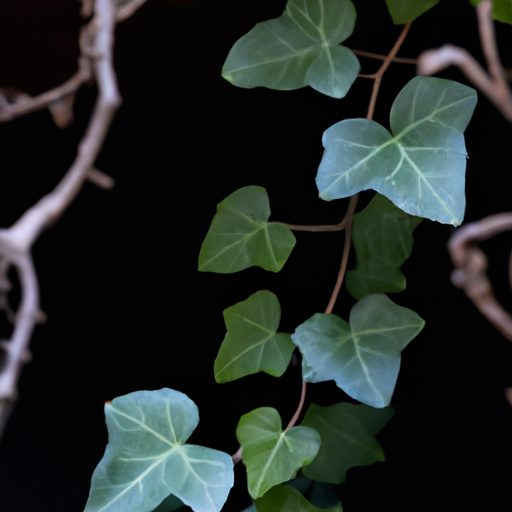 a close up of english ivys delicate trai 512x512 43360633