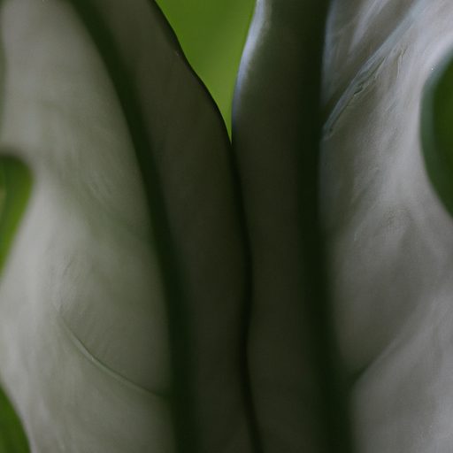 a close up of folded prayer plant leaves 512x512 84395929