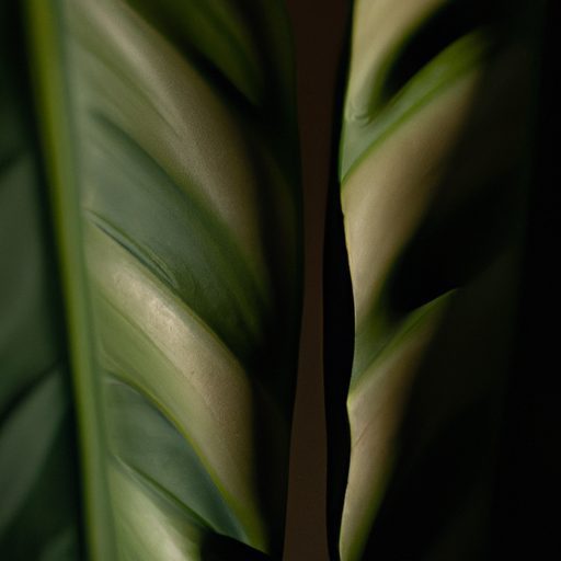 a close up of folded prayer plant leaves 512x512 9784409