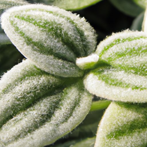 a close up of peperomia frosts silver gr 512x512 81381834