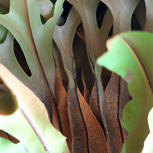 a close up of staghorn ferns antler like 512x512 96647355