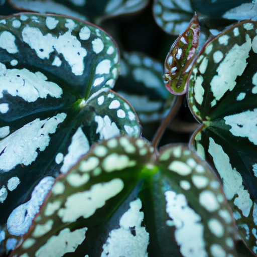 a close up of the begonia maculata wight 512x512 96409394