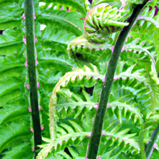 a close up of the forked elkhorn ferns i 512x512 15691235