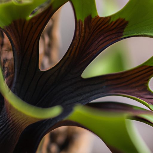 a close up of veitchs staghorn fern show 512x512 31696245