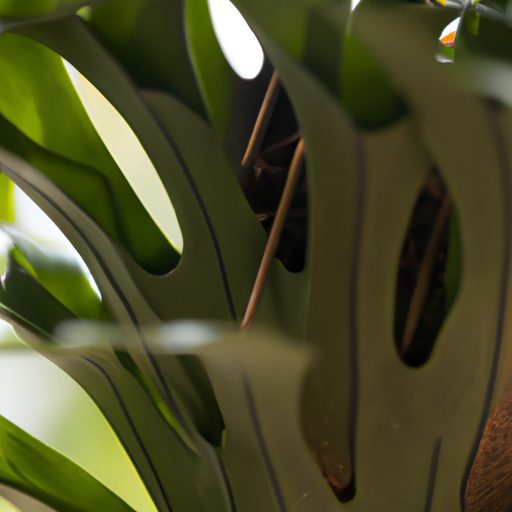 a close up of veitchs staghorn fern show 512x512 82947137